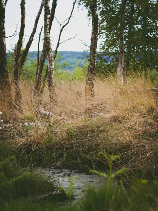 Antrag Wertschöpfung durch Paludikulturen auf wiedervernässten Moorflächen
